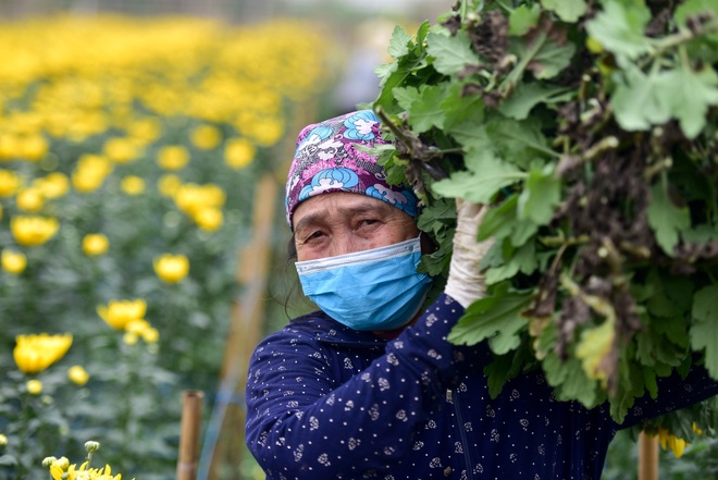 Người dân Tây Tựu rạng rỡ vì trúng vụ hoa cúc Rằm tháng Chạp - 9 Người dân Tây Tựu rạng rỡ vì trúng vụ hoa cúc Rằm tháng Chạp - 9