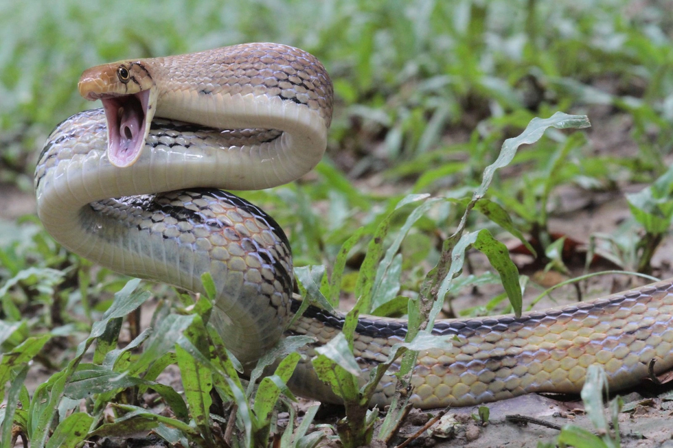 Những loài rắn tại Việt Nam, giống hệt rắn độc nhưng vô hại  - 5