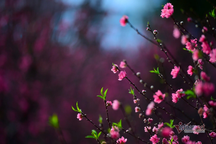 "Nhà này có hết người đâu mà bắt dâu trưởng phục vụ Tết nội mãi"