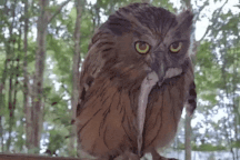 Chim cú cá quý hiếm ở Vườn quốc gia Mũi Cà Mau