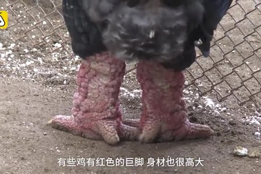 Báo Trung Quốc viết về giống gà Đông Tảo của Việt Nam