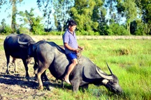 Nông dân thành tỷ phú nhờ... nuôi hàng trăm con trâu