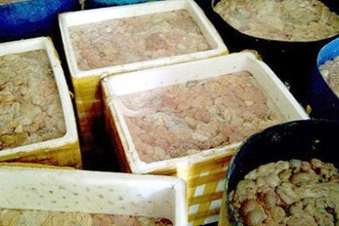 Kinh hoàng kho chứa gần 5 tấn lòng lợn thối từ các lò mổ ở Hà Nội