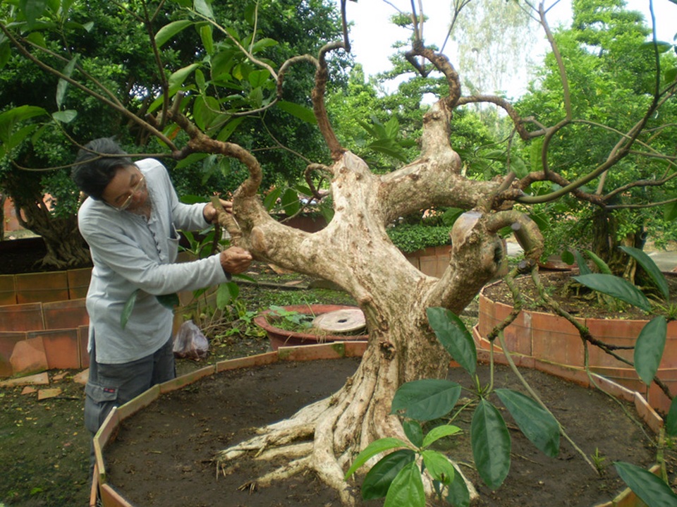 Sửa kiểng, nghề hái ra tiền ngày Tết - 2 Sửa kiểng, nghề hái ra tiền ngày Tết - 2