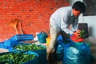 Thương lái Trung Quốc mua gom đậu bắp xanh với giá cao bất thường
