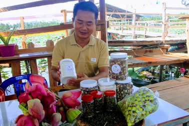 Gác bằng cử nhân hành chính, 9X về quê khởi nghiệp với hồ sen