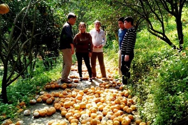 Đầu năm dị thường, Bắc rụng vạn tấn cam, Nam hoa màu khô cháy