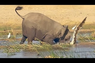 Voi giết cá sấu để bảo vệ con