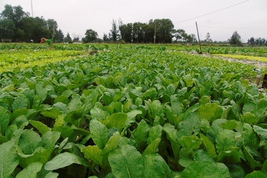 Những vườn rau xanh mướt trên vùng đất lũ