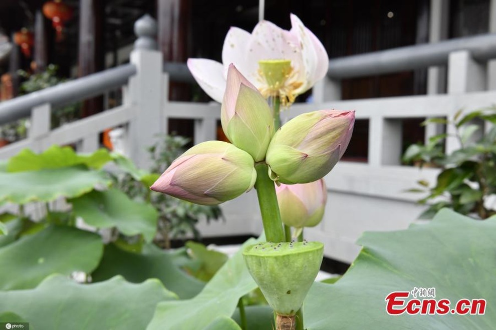 Sửng sốt bông hoa sen sinh ba cực hiếm trên thế giới - 3 Sửng sốt bông hoa sen sinh ba cực hiếm trên thế giới - 3