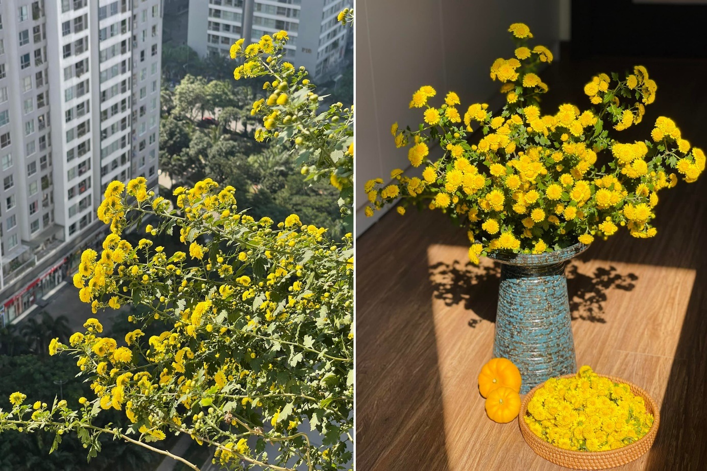 Tự làm trà hoa cúc chi thơm ngon, bổ dưỡng tại nhà - 1