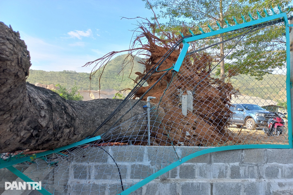 Cây xà cừ bật gốc đè chết tài xế: Ai sẽ chịu trách nhiệm? - 2 Cây xà cừ bật gốc đè chết tài xế: Ai sẽ chịu trách nhiệm? - 2