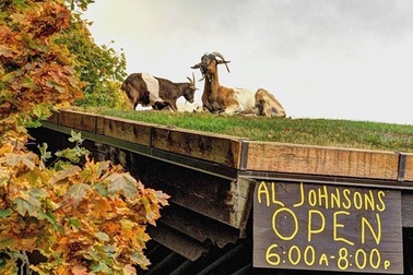 Độc đáo nhà hàng nuôi dê... trên mái nhà