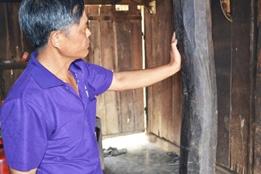 Đến lượt sốt mua gom gỗ trắc 