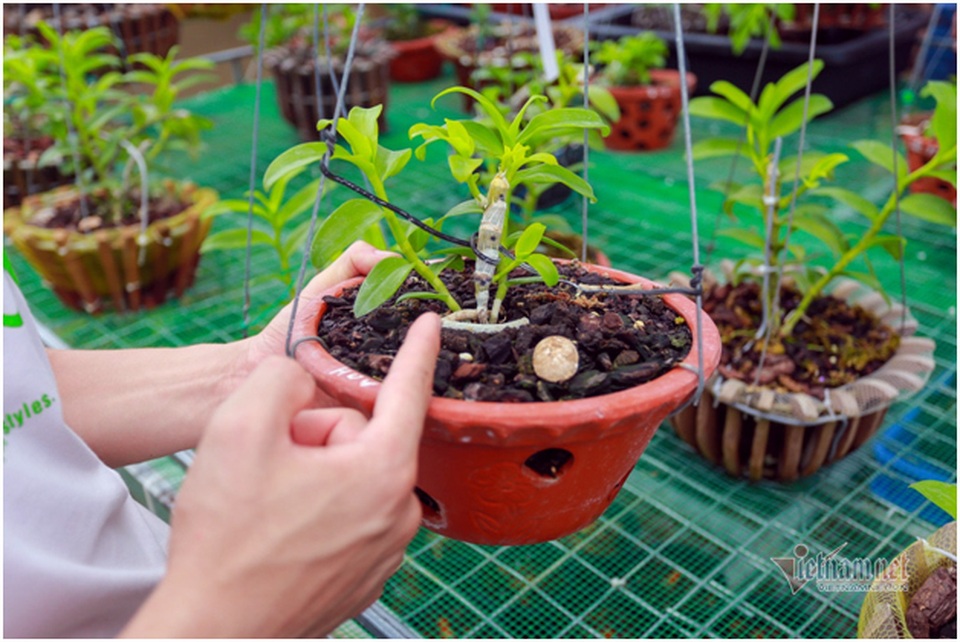 Liều bỏ 400 triệu đồng chơi lan, đôi bạn thân Hà Nội có gia tài chục tỷ - 7 Liều bỏ 400 triệu đồng chơi lan, đôi bạn thân Hà Nội có gia tài chục tỷ - 7