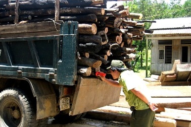 Doanh nghiệp buôn gỗ lậu bị phạt 300 triệu đồng