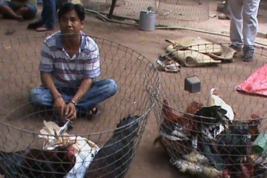 Triệt phá trường gà “khủng” vùng ven thành phố