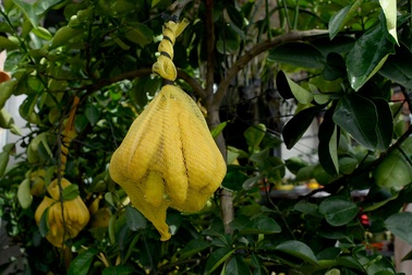 Độc đáo bưởi Diễn ghép phật thủ trưng Tết ở Sài Gòn