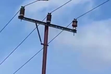 Voọc xám liều mình trèo dây điện và cái kết suýt mất mạng