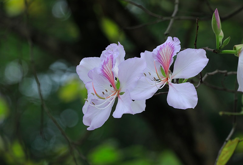 Góc sân hoa ban của bé Hoa - 2