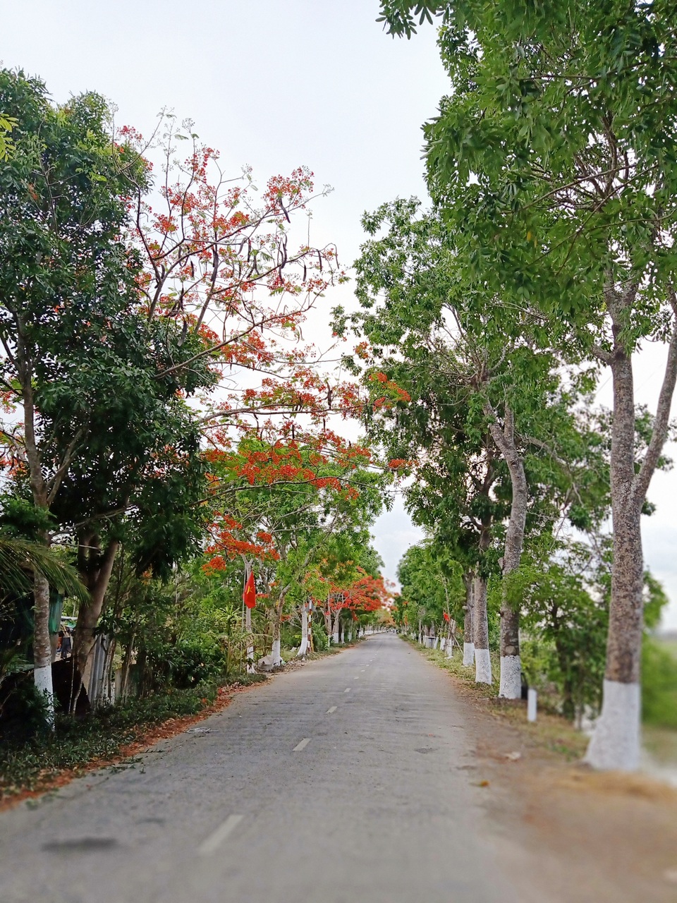 Rực sắc hoa phượng vĩ đường về Đền thờ Bác Hồ những ngày tháng 5 - 2 Rực sắc hoa phượng vĩ đường về Đền thờ Bác Hồ những ngày tháng 5 - 2