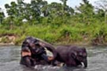 Dùng bom ớt chống voi 