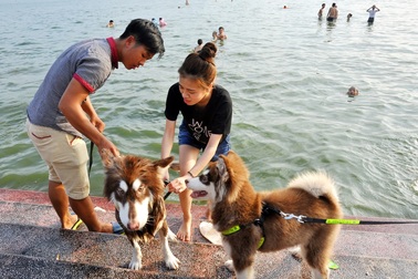 Người Hà Nội cùng thú cưng tắm hồ Tây giải nhiệt