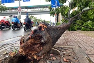 Cây xanh ở TPHCM bật gốc do ảnh hưởng bởi bão Talim