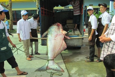 Nhiều người đến nhà hàng mong được thưởng thức cá "khủng"