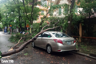 Hà Nội: Cây đổ, mưa ngập nhiều tuyến đường, người dân "bì bõm" tìm lối đi