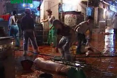 Rùng mình vệ sinh lò mổ lợn 