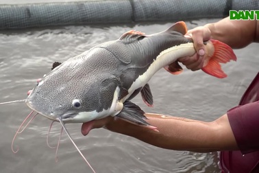 Chàng trai miền Tây thu nhập tiền Tỷ nhờ nuôi "thủy quái".