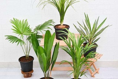 5 loại cây trồng trong nhà giúp gia chủ xua tan nắng hè nóng nực