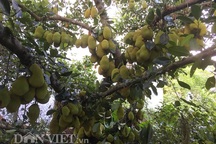 Cụ cây "vàng ròng": Mỗi năm cho trăm quả, thu về trăm triệu đồng