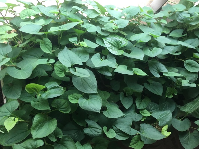 Với chi phí 2,5 triệu đồng, bà mẹ Hà Nội trồng đủ loại rau sạch cho các con thưởng thức hàng ngày - Ảnh 5. Với chi phí 2,5 triệu đồng, bà mẹ Hà Nội trồng đủ loại rau sạch cho các con thưởng thức hàng ngày - Ảnh 5.