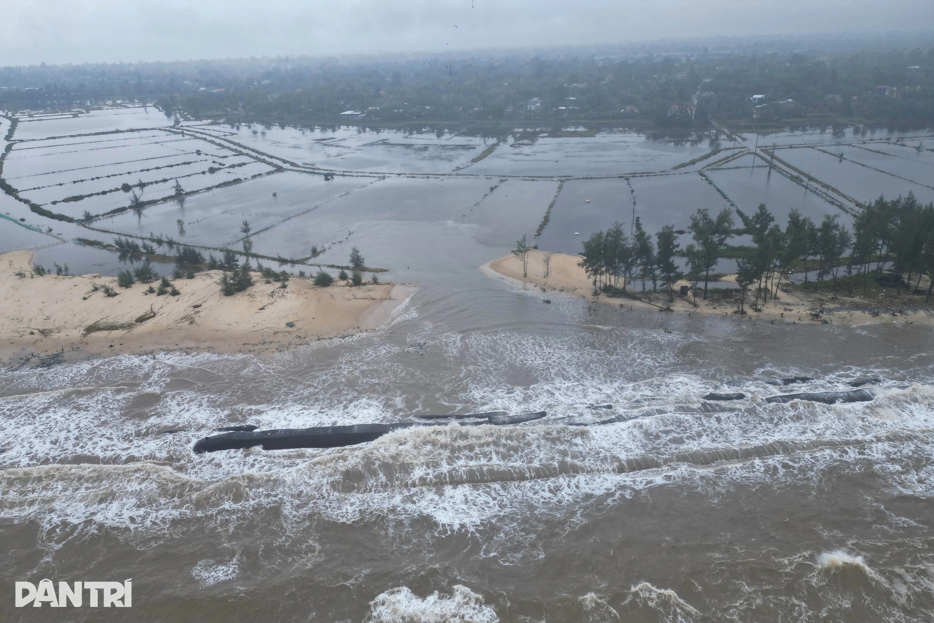 Rừng phòng hộ biến mất, sóng biển đe dọa khu dân cư - 1