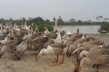 Kiếm hàng trăm triệu đồng nhờ nuôi ngỗng sạch bán Tết