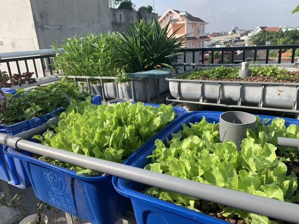 Làm vườn rau sạch, hái tặng hàng xóm suốt 2 tháng mùa dịch - 4 Làm vườn rau sạch, hái tặng hàng xóm suốt 2 tháng mùa dịch - 4