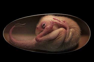 Trứng khủng long "Baby Yingliang" 66 triệu năm tuổi gây sửng sốt