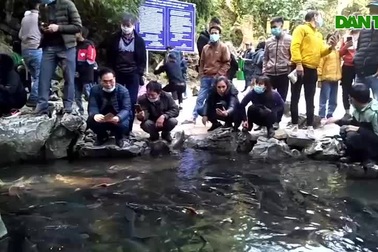 Hàng nghìn du khách về thăm suối cá thần dịp nghỉ lễ Tết Dương lịch