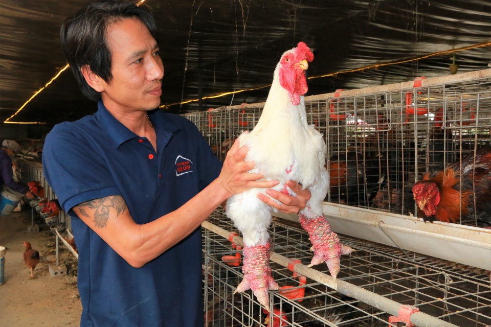 Giáp Tết, anh nông dân nuôi gà chân Voi đút túi trăm triệu đồng - 8 Giáp Tết, anh nông dân nuôi gà chân Voi đút túi trăm triệu đồng - 8