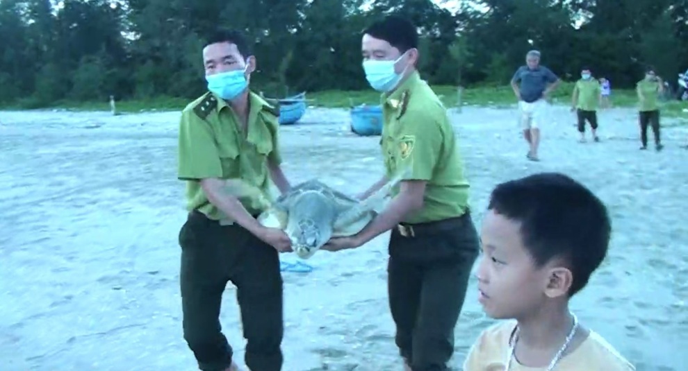 Bỏ hơn 3 triệu đồng mua rùa quý hiếm để thả về biển - 2 Bỏ hơn 3 triệu đồng mua rùa quý hiếm để thả về biển - 2