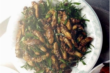 Nhậu ve sầu: Đặc sản mùa hè 500 ngàn/kg