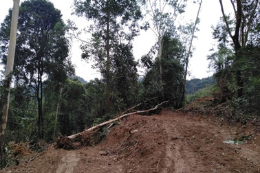 3 đối tượng bị phạt hơn 2 tỉ đồng vì phá rừng phòng hộ