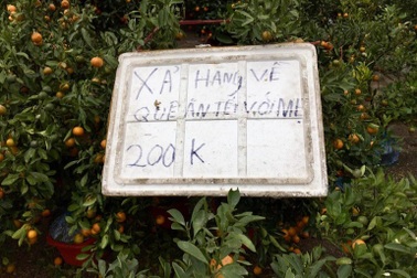 Chợ hoa Xuân "cháy" lan hồ điệp, đào quất đại hạ giá