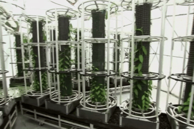 Nhà kính điều khiển bằng điện thoại, trồng thứ cây có giá đắt như vàng