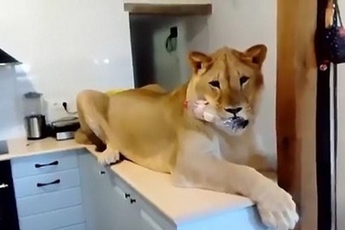 Nuôi sư tử trong nhà, cặp vợ chồng khiến dân mạng rợn tóc gáy