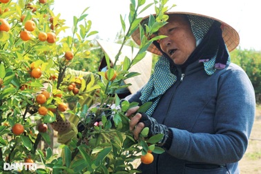 Thu gom quất "hết đát" kiếm tiền triệu sau Tết