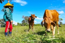 Trao "cần câu" giúp bà con đồng bào thiểu số ở Bình Thuận thoát nghèo