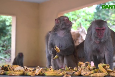 Đàn khỉ hơn 60 năm hiến thân cho y học Việt, có đài tưởng niệm riêng